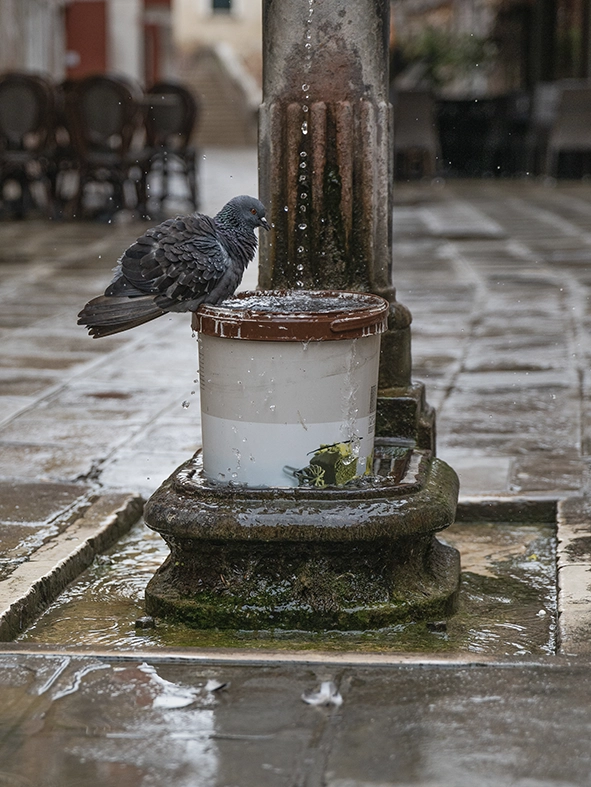 Photo d'un pigeon à Venise